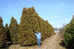 Arborvitaes