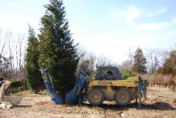 Tree Spade 1