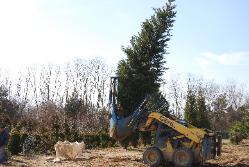 Tree Spade 2