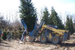 Tree Spade 3
