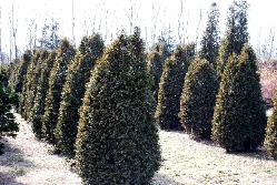 Arborvitaes