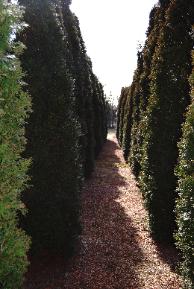 Arborvitae